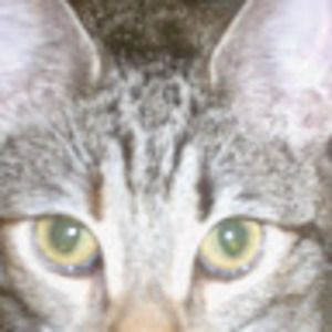 Meet your Posher, Diane